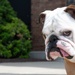 Bulldog Battle Buddy