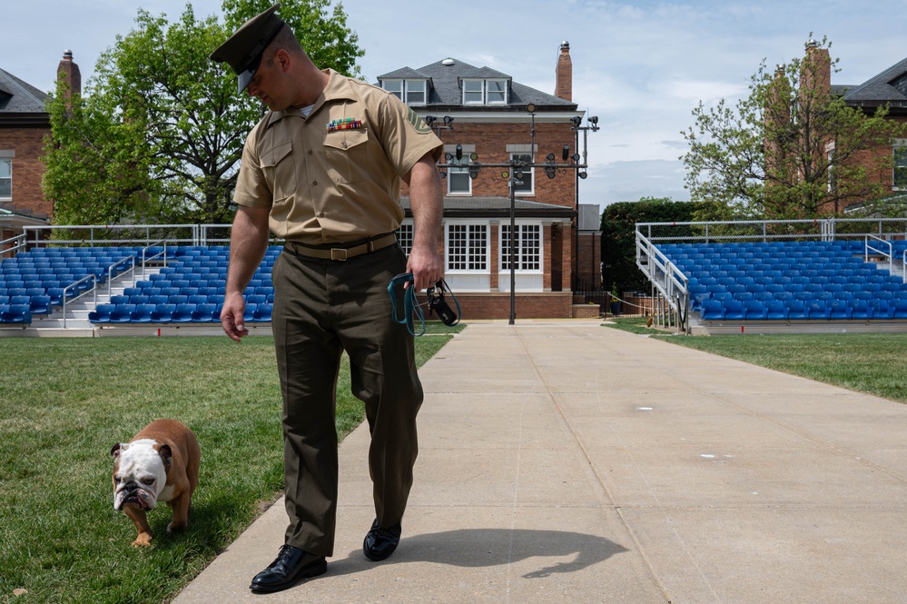 Bulldog Battle Buddy