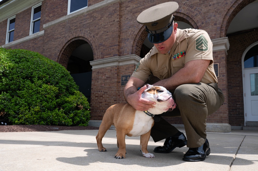 Bulldog Battle Buddy