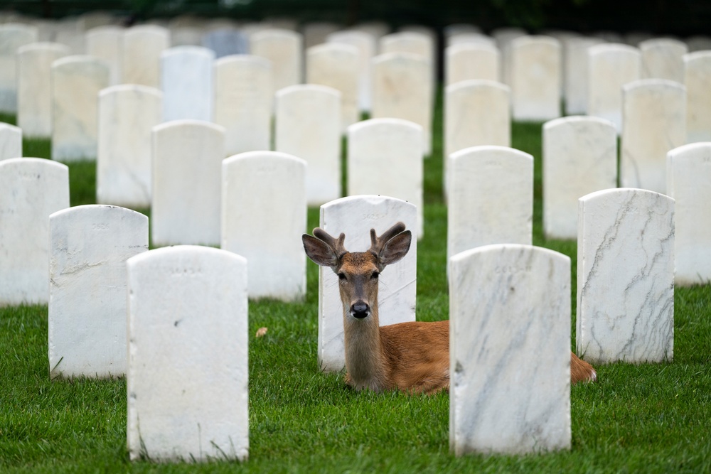 Flags In 2025 at U.S. Soldiers' and Airmen's Home National Cemetery
