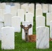 Flags In 2025 at U.S. Soldiers' and Airmen's Home National Cemetery