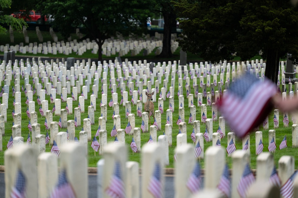 Flags In 2025 at U.S. Soldiers' and Airmen's Home National Cemetery