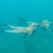 Exercise Caribbean Coastal Warrior 25: Dive Operations