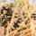MRF-D 25.3: 2nd Bn., 1st Marines conducts live-fire ranges during Predator’s Walk
