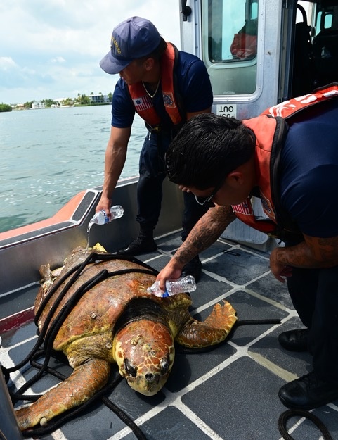 Station Islamorada crew members rescue sea turtle