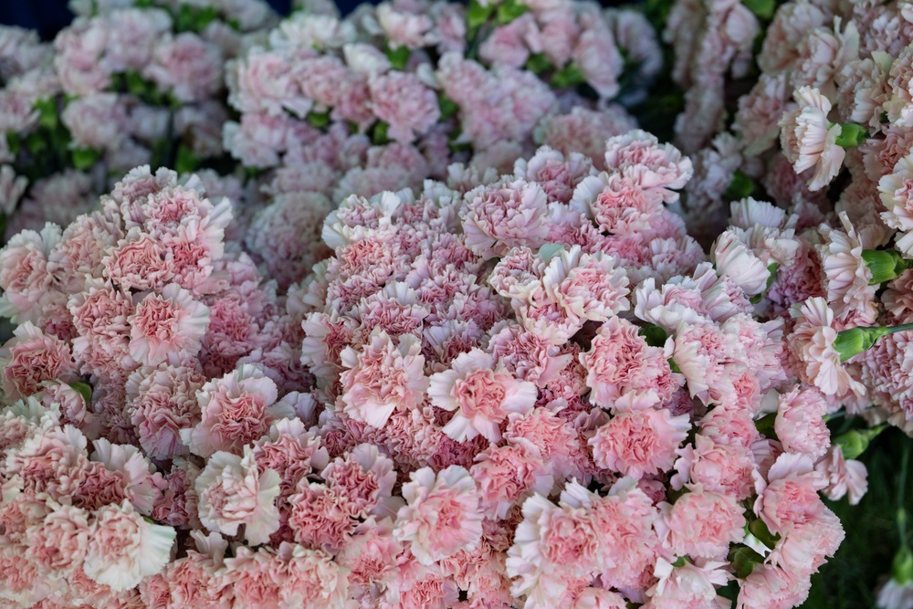 Flowers of Remembrance Day 2025
