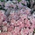 Flowers of Remembrance Day 2025