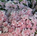 Flowers of Remembrance Day 2025
