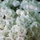 Flowers of Remembrance Day 2025