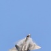 F-22 Demo Team Boosts Recruiting Efforts at Miami Air Show