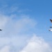 F-22 Demo Team Boosts Recruiting Efforts at Miami Air Show