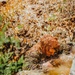 Sniper Course Ghillie Wash
