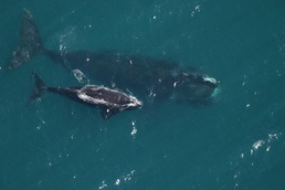 Right Whales Survive against all odds