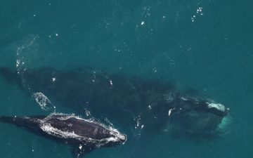 Right Whales Survive against all odds