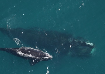 Right Whales Survive against all odds