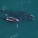 Right Whales Survive against all odds