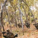 MRF-D 25.3: 2nd Bn., 1st Marines conducts live-fire squad attack range during Predator’s Walk