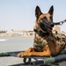 386th EAES conducts joint training with Coalition partners