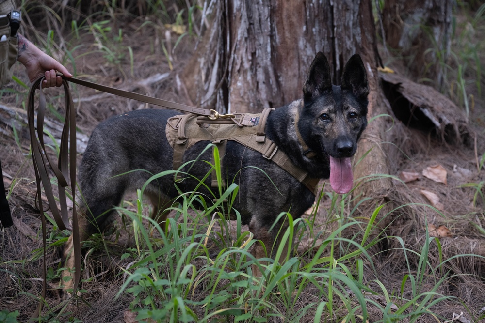 Combat survival training for Hawaiian Raptors
