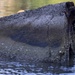 MDSU-1 divers collect USS Arizona platform samples
