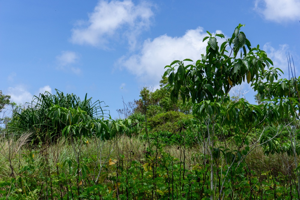 Restoring Native Guam Ecosystems on Marine Corps Base Camp Blaz.