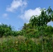 Restoring Native Guam Ecosystems on Marine Corps Base Camp Blaz.