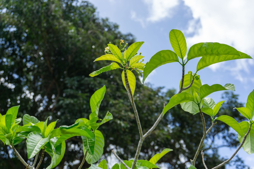 Restoring Native Guam Ecosystems on Marine Corps Base Camp Blaz.