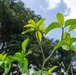 Restoring Native Guam Ecosystems on Marine Corps Base Camp Blaz.