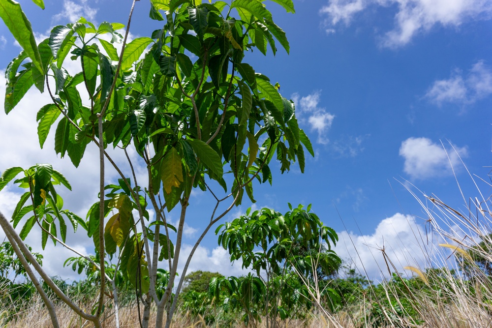 Restoring Native Guam Ecosystems on Marine Corps Base Camp Blaz.