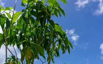 Restoring Native Guam Ecosystems on Marine Corps Base Camp Blaz