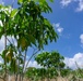 Restoring Native Guam Ecosystems on Marine Corps Base Camp Blaz.