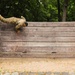 2025 Eighth Army Best Squad Competition Obstacle Course