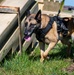 Day in the life: 100th ARW command team integrates with 100th SFS military working dogs