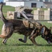 Day in the life: 100th ARW command team integrates with 100th SFS military working dogs