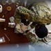 Operation Steel: USAFE A1 hosts first FSS readiness competition
