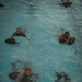 India Company Swim Qualification