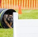 Police dogs join in National Police Week Competition.
