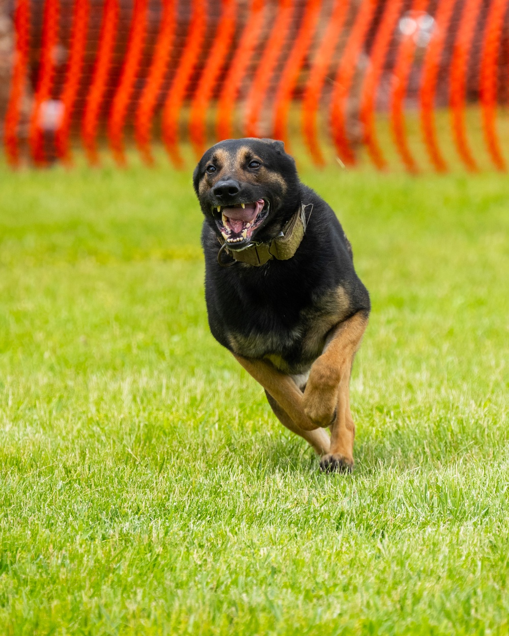 Police dogs join in National Police Week Competition.