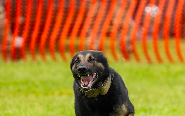 Police dogs join in National Police Week Competition.