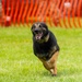 Police dogs join in National Police Week Competition.