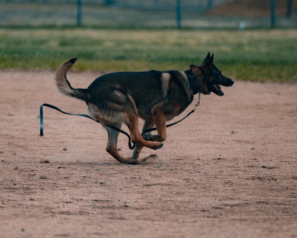 Military working dog obedience competition