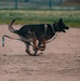 Military working dog obedience competition