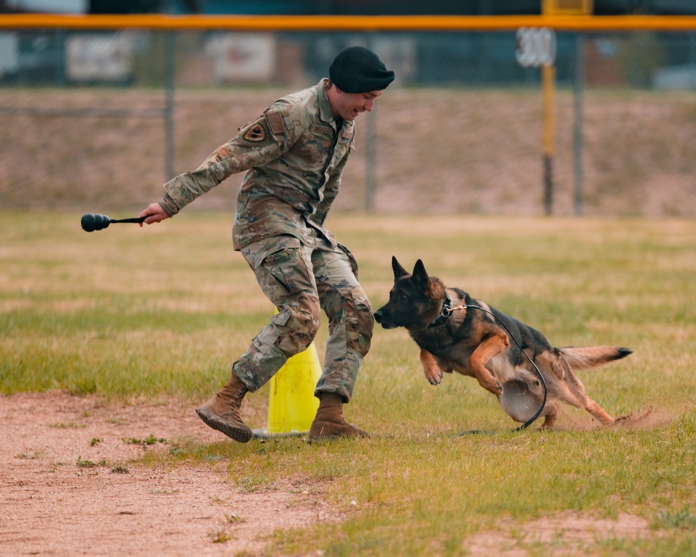 Military working dog obedience competition