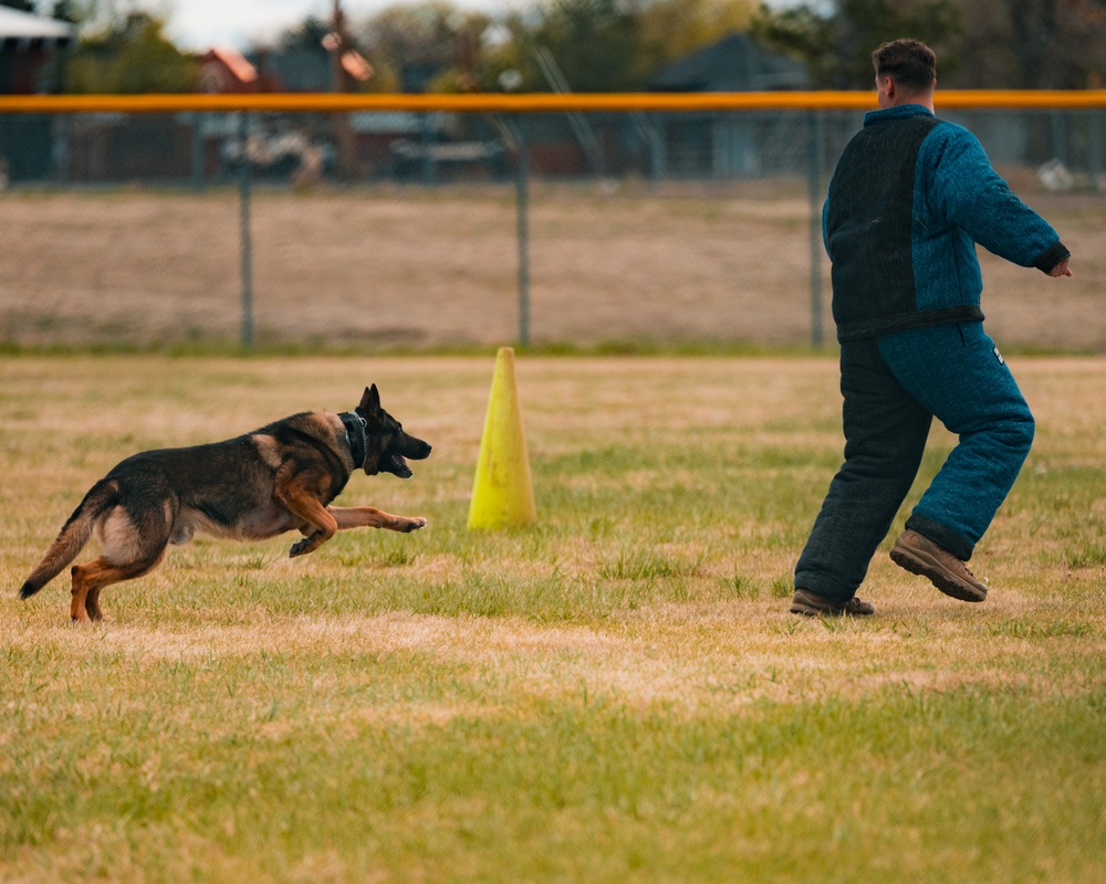 Military working dog obedience competition