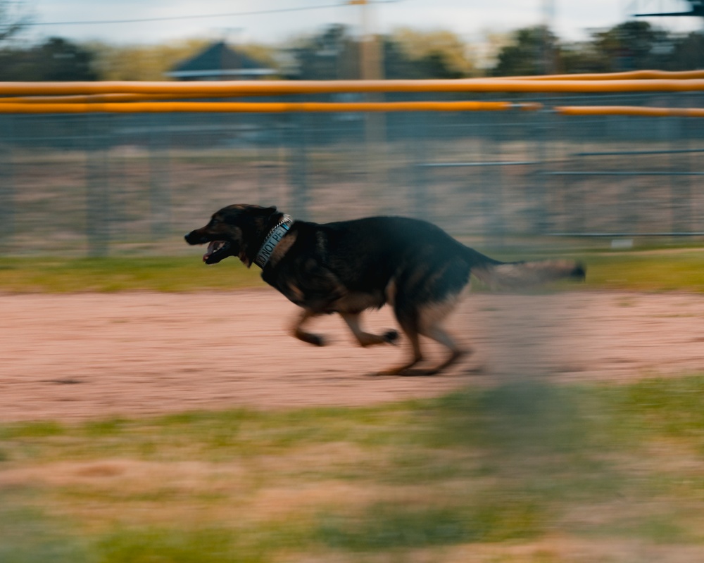 Military working dog obedience competition