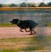 Military working dog obedience competition