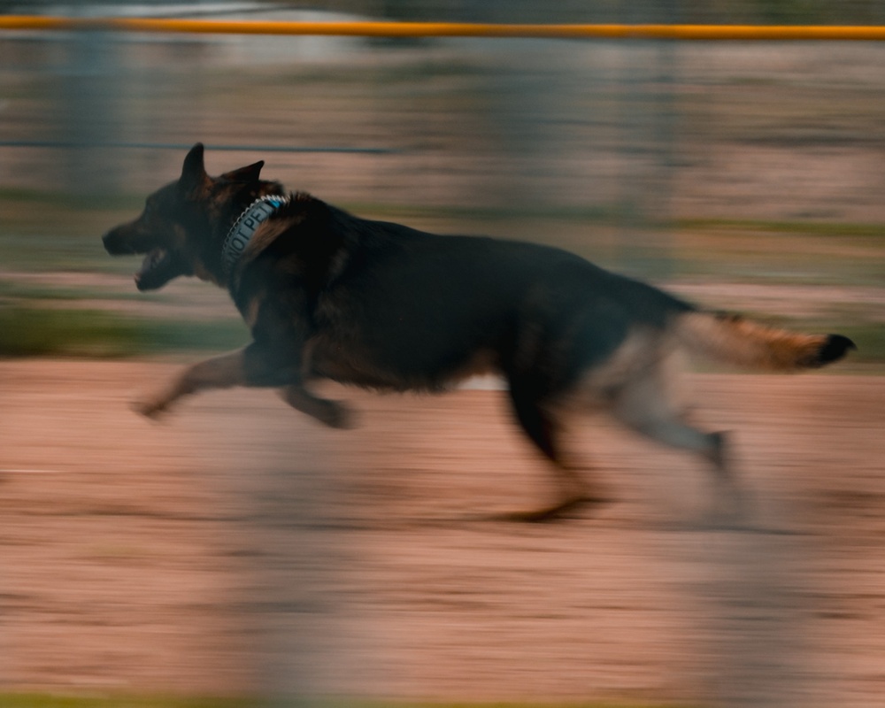 Military working dog obedience competition