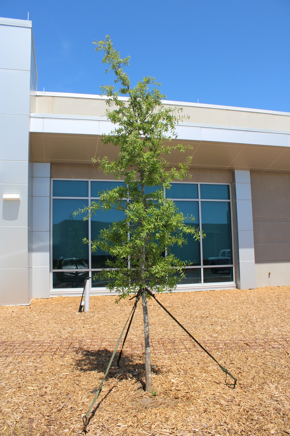 Planting Green Curb Appeal at Tyndall AFB
