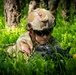 German-American Partnership 7th Army Noncommissioned Officer Academy at GTA