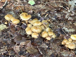 Fort Drum Safety Office cautions against picking wild mushrooms on post